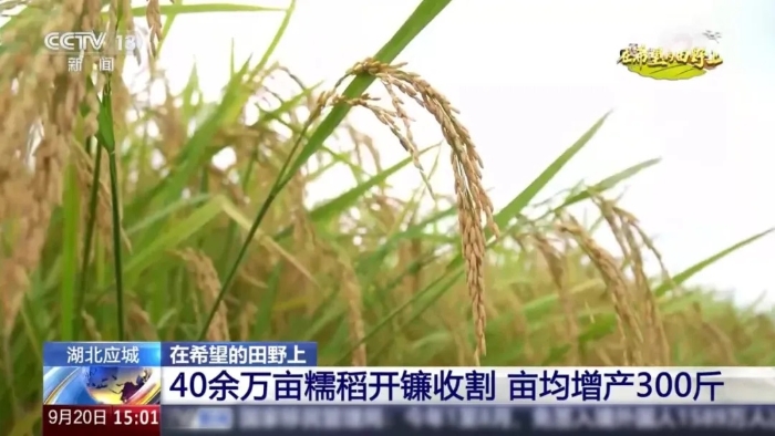 央视聚焦！凯发k8一触即发这台“收稻神器”刷屏湖北田野