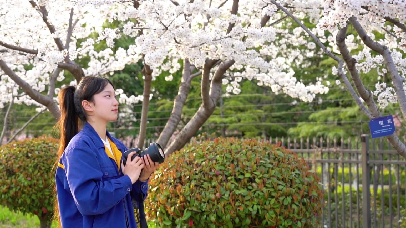 校园风光-校园樱花拍摄