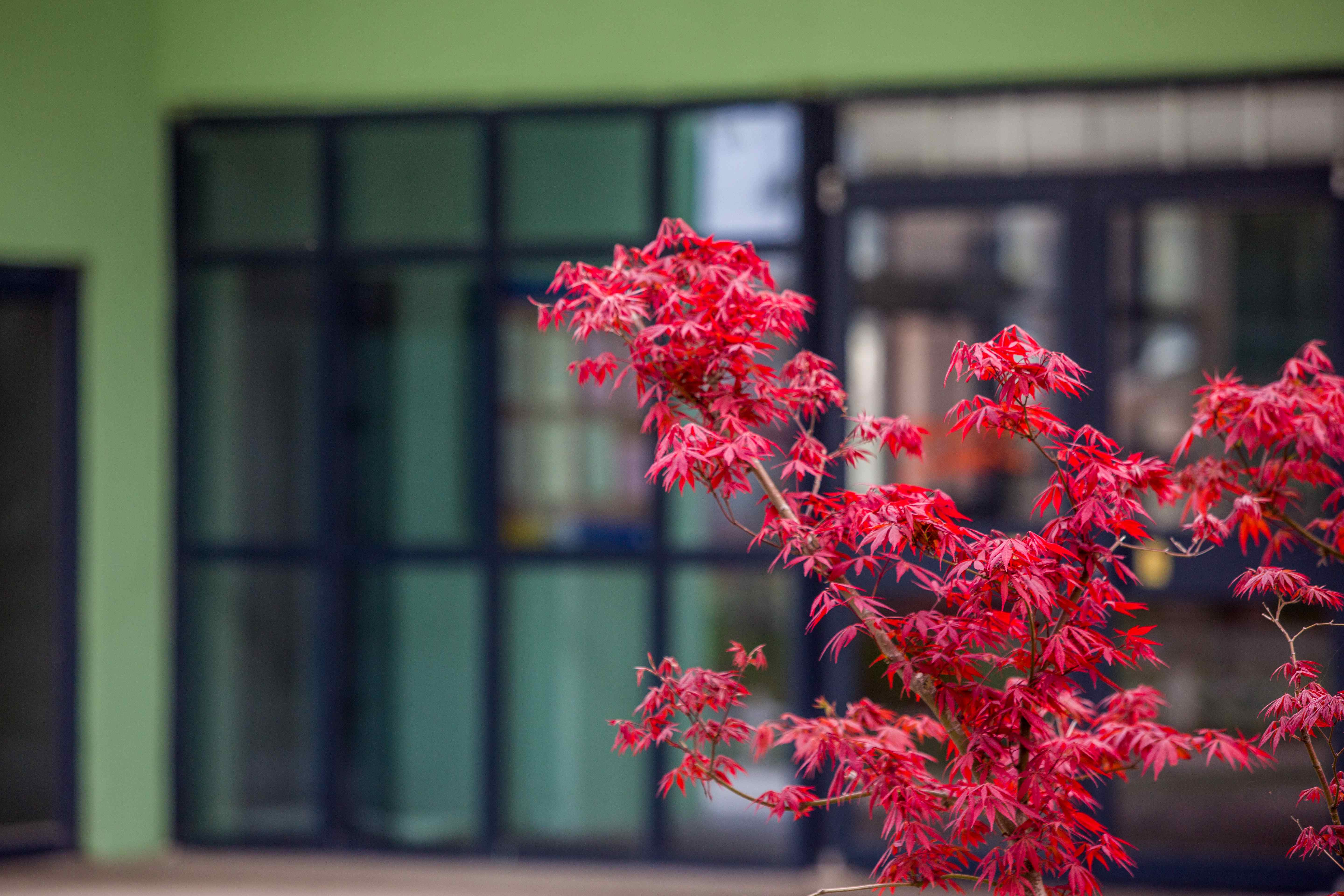 校园风光-中庭枫叶